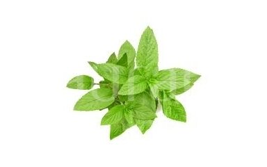 Peppermint (Mentha piperita)