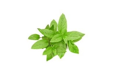 Piparmētra (Mentha piperita) Piparmētra (Mentha piperita)