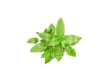 Piparmētra (Mentha piperita) Piparmētra (Mentha piperita)