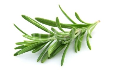 Rozmarinų (Rosmarinus Officinalis)