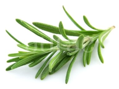 Rozmarinų (Rosmarinus Officinalis)
