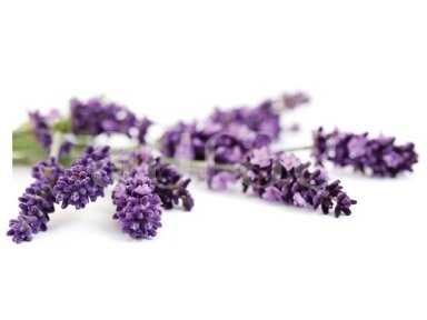Īsta lavanda (Lavandula angustifolia) Īsta lavanda (Lavandula angustifolia)