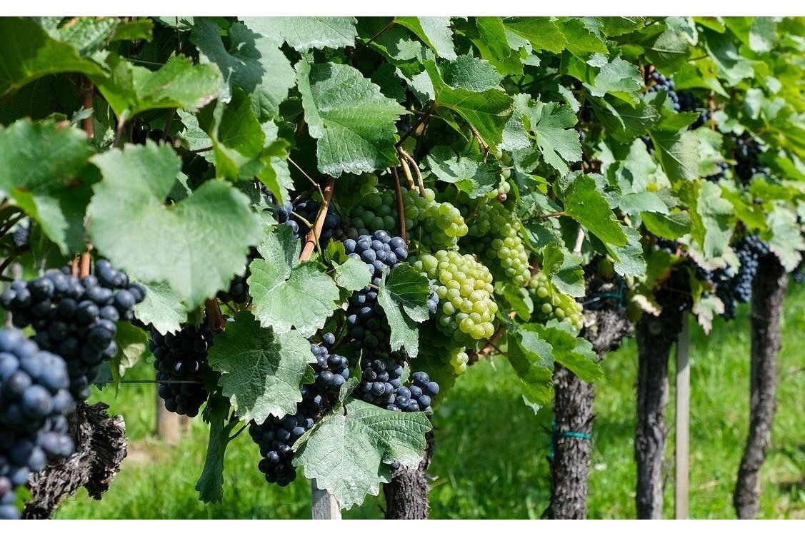 TUSCANY VINEYARD TUSCANY VINEYARD