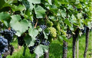 TUSCANY VINEYARD