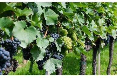 TUSCANY VINEYARD TUSCANY VINEYARD