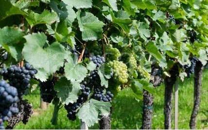 TUSCANY VINEYARD
