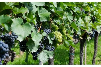 TUSCANY VINEYARD