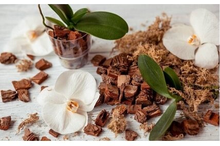 VANIĻA-SANDALKOKS / VANILLA-SANDALWOOD VANIĻA-SANDALKOKS / VANILLA-SANDALWOOD