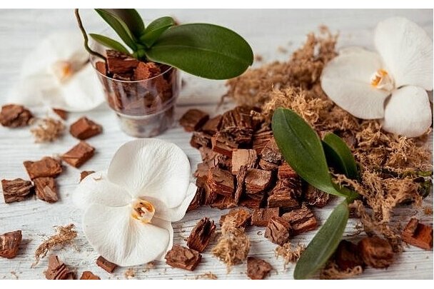 VANIĻA-SANDALKOKS / VANILLA-SANDALWOOD