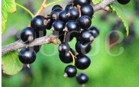 VETIVER&BERRIES