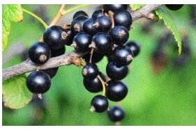 VETIVĒRIJA UN OGAS / VETIVER&BERRIES
