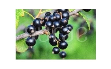 VETIVER&BERRIES