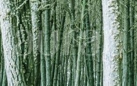 WHITE WOOD
