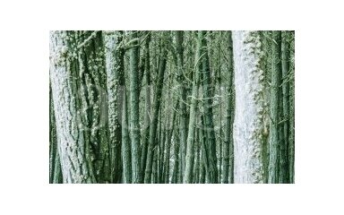 WHITE WOOD