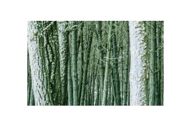WHITE WOOD