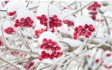 Winter Cranberry Winter Cranberry